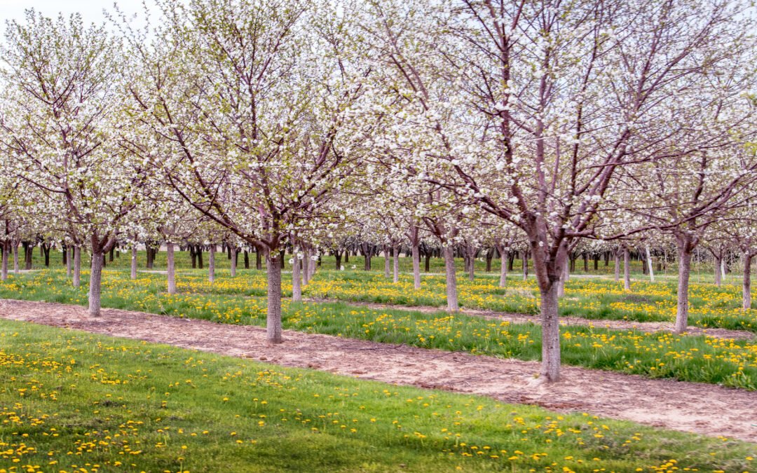 Spring in Michigan: Is It Time to Revisit Your Loved One’s Senior Care Needs?