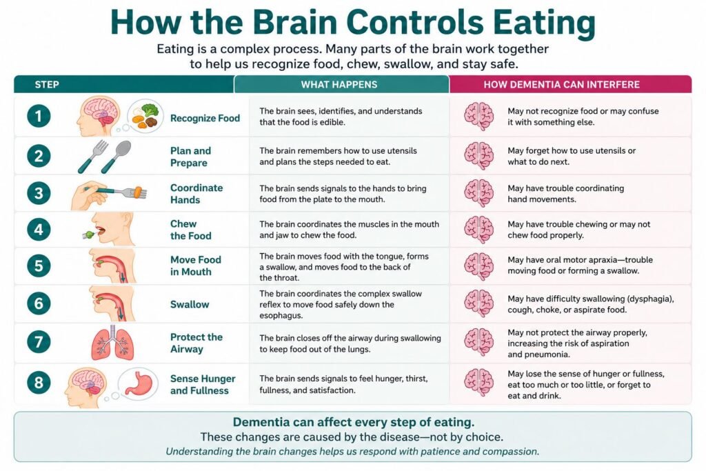 Infographic explaining why people with dementia stop eating by showing how the brain controls eating and how dementia affects recognizing food, chewing, swallowing, and hunger.