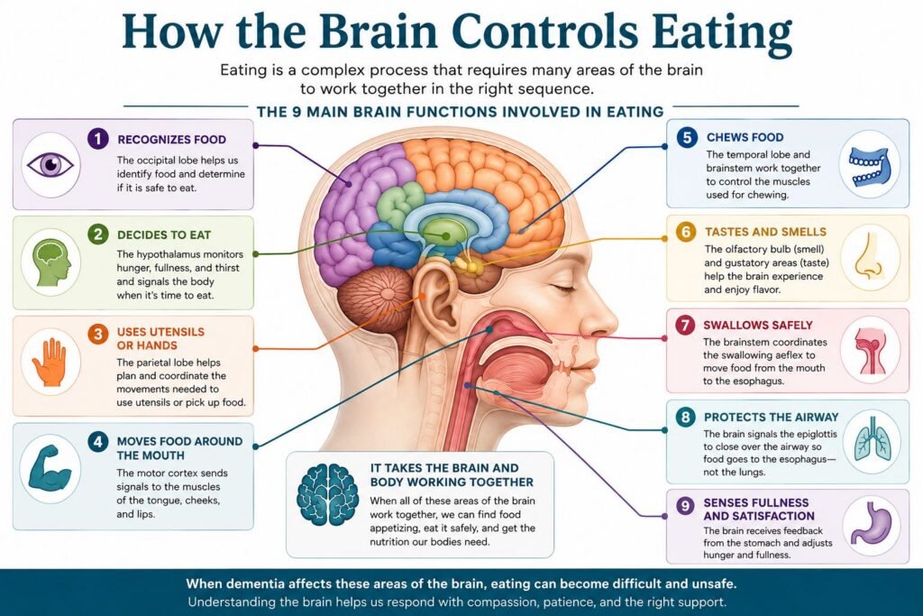 How the brain controls eating in people with advanced dementia, showing the brain functions involved in hunger, chewing, swallowing, and recognizing food.